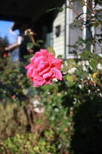 photo by: Crashing Nightingale